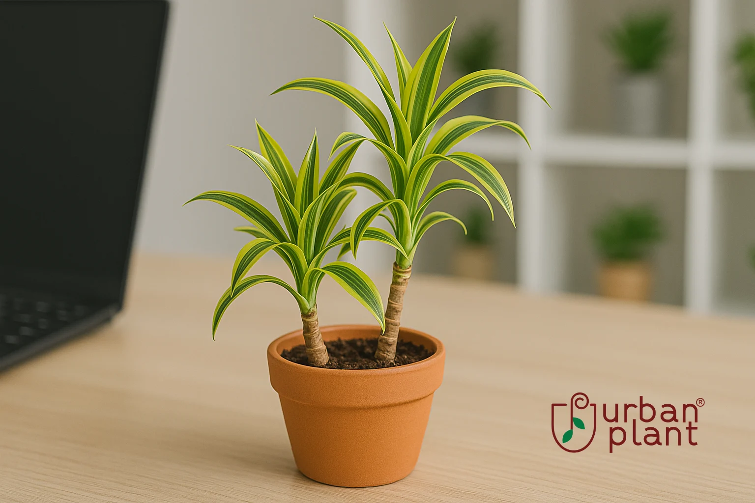 Dracaena (Song of India & Massangeana) – tropical vibe office desk plant with spiral yellow-green leaves in a terracotta pot on workspace desk – Urban Plant
